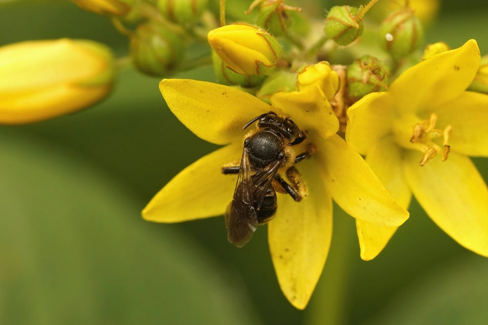 Lysimachia Vulgaris - MP075A Packs