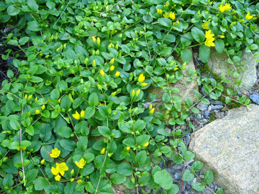 Lysimachia nummularia (Creeping jenny) - Marginal Pond Plants - MP073