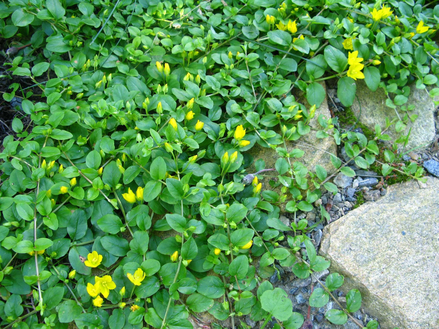 Lysimachia nummularia (Creeping jenny) - Marginal Pond Plants - MP073