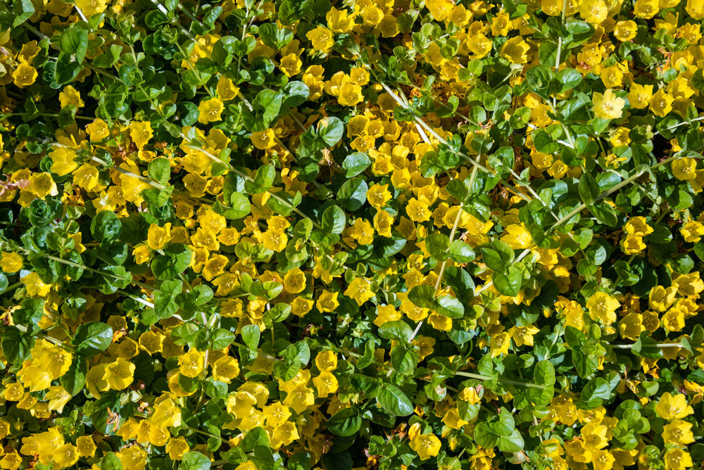 Lysimachia nummularia (Creeping jenny) - Marginal Pond Plants - MP073