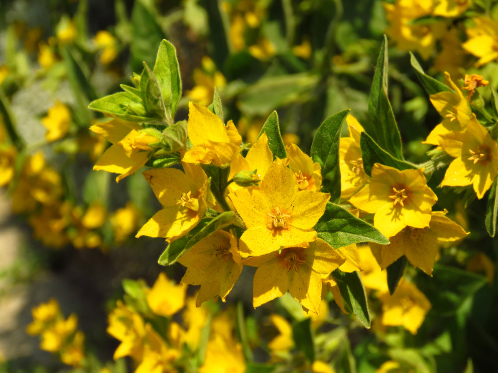 Lysimachia nummularia (Creeping jenny) - Marginal Pond Plants - MP073