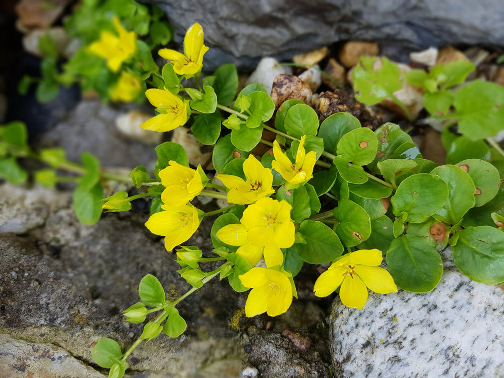 Lysimachia nummularia (Creeping jenny) - Marginal Pond Plants - MP073