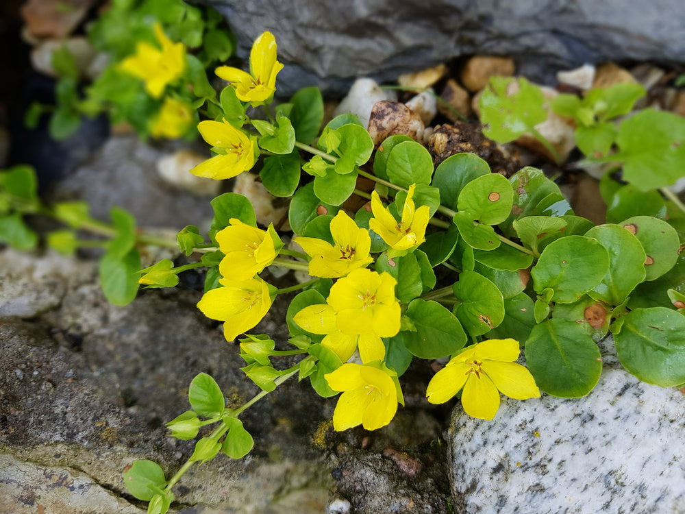 Lysimachia nummularia
