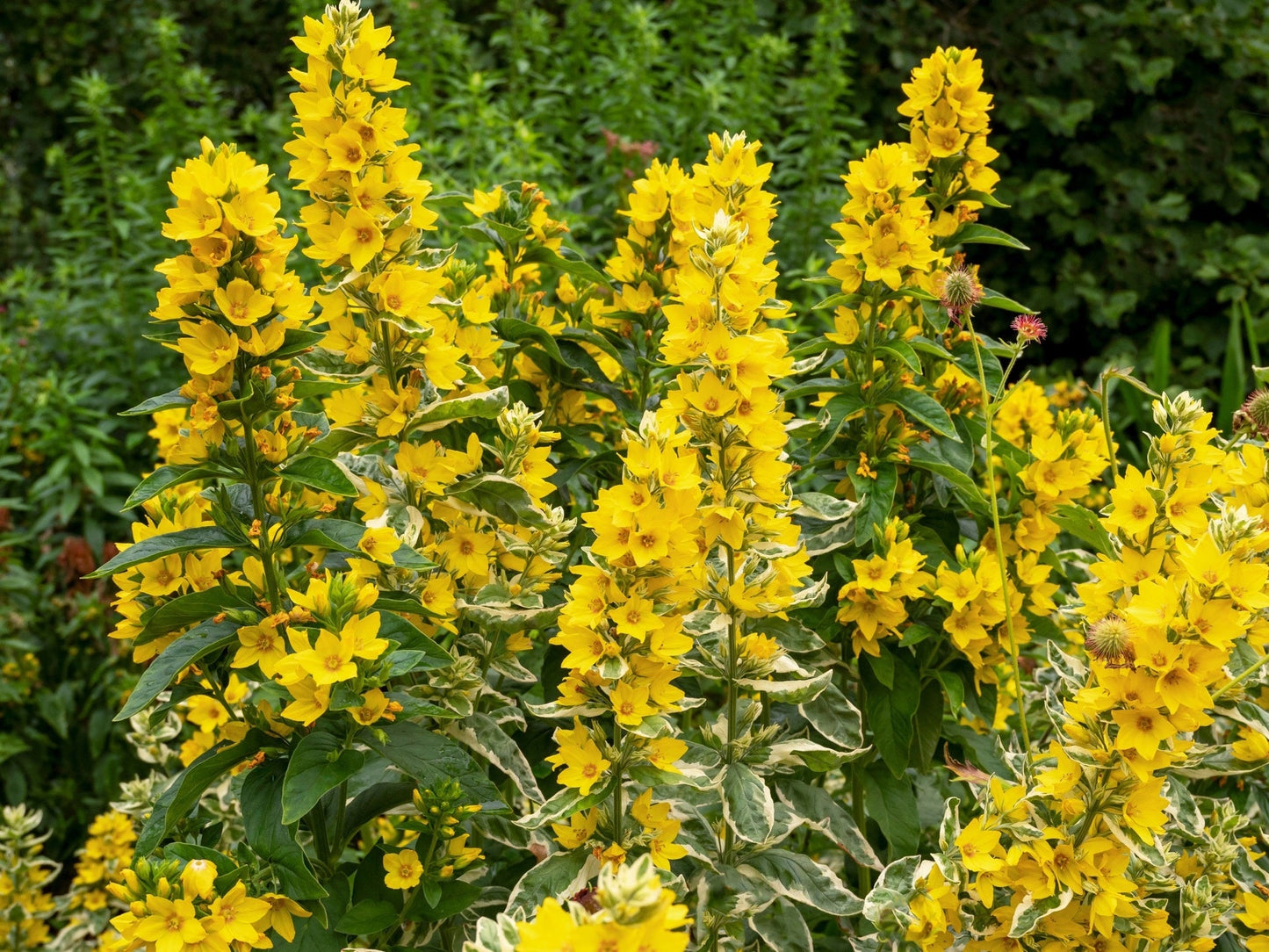 Lysimachia punctata (Dotted loosestrife) - Marginal Pond Plants - BP076