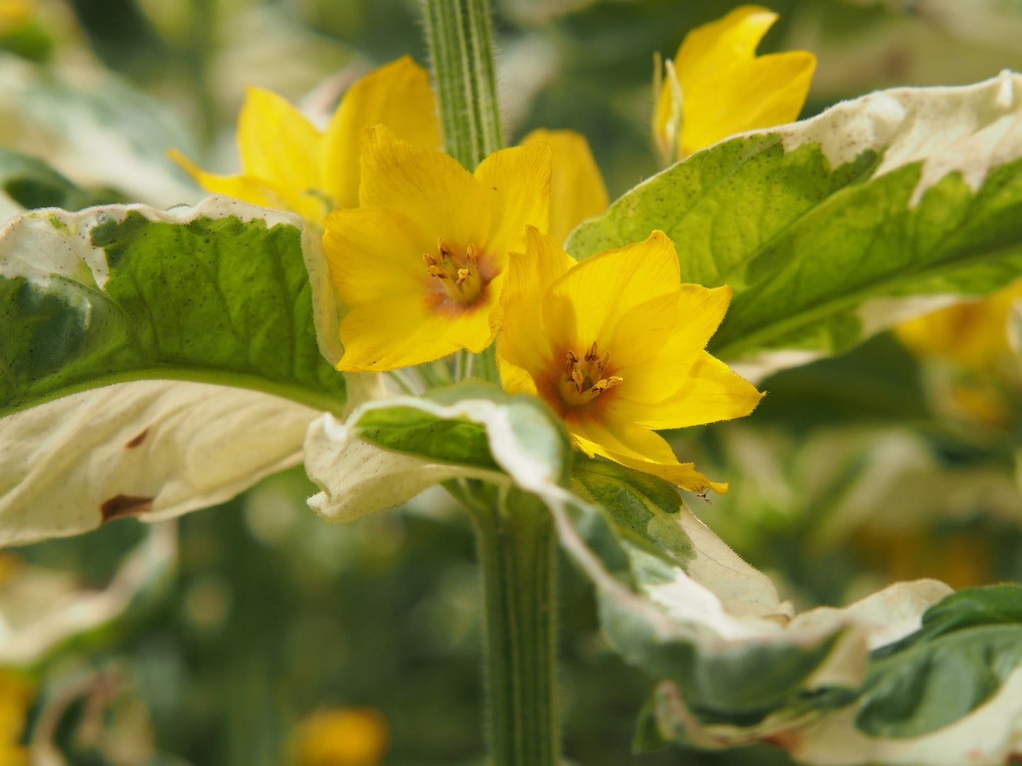 Lysimachia punctata (Dotted loosestrife) - Marginal Pond Plants - BP076