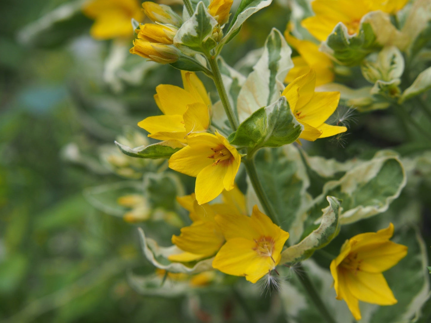 Lysimachia punctata (Dotted loosestrife) - Marginal Pond Plants - BP076