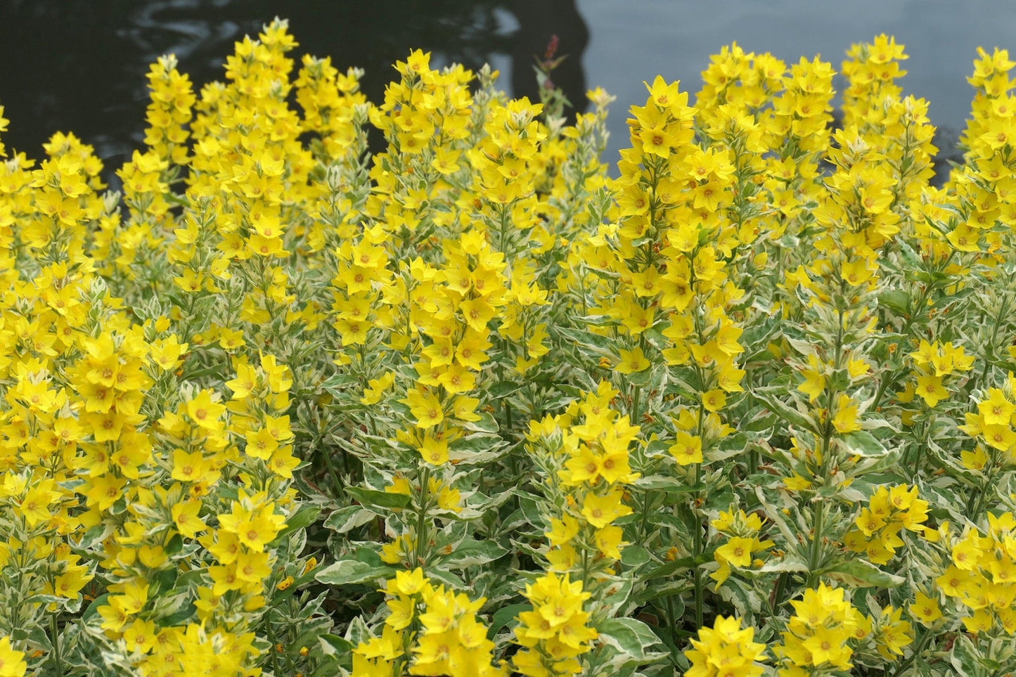 Lysimachia punctata (Dotted loosestrife) - Marginal Pond Plants - BP076