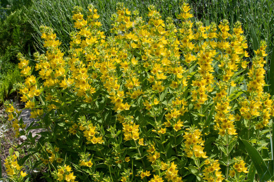 Lysimachia punctata (Golden candles or Golden spire) bog - BP076 Packs