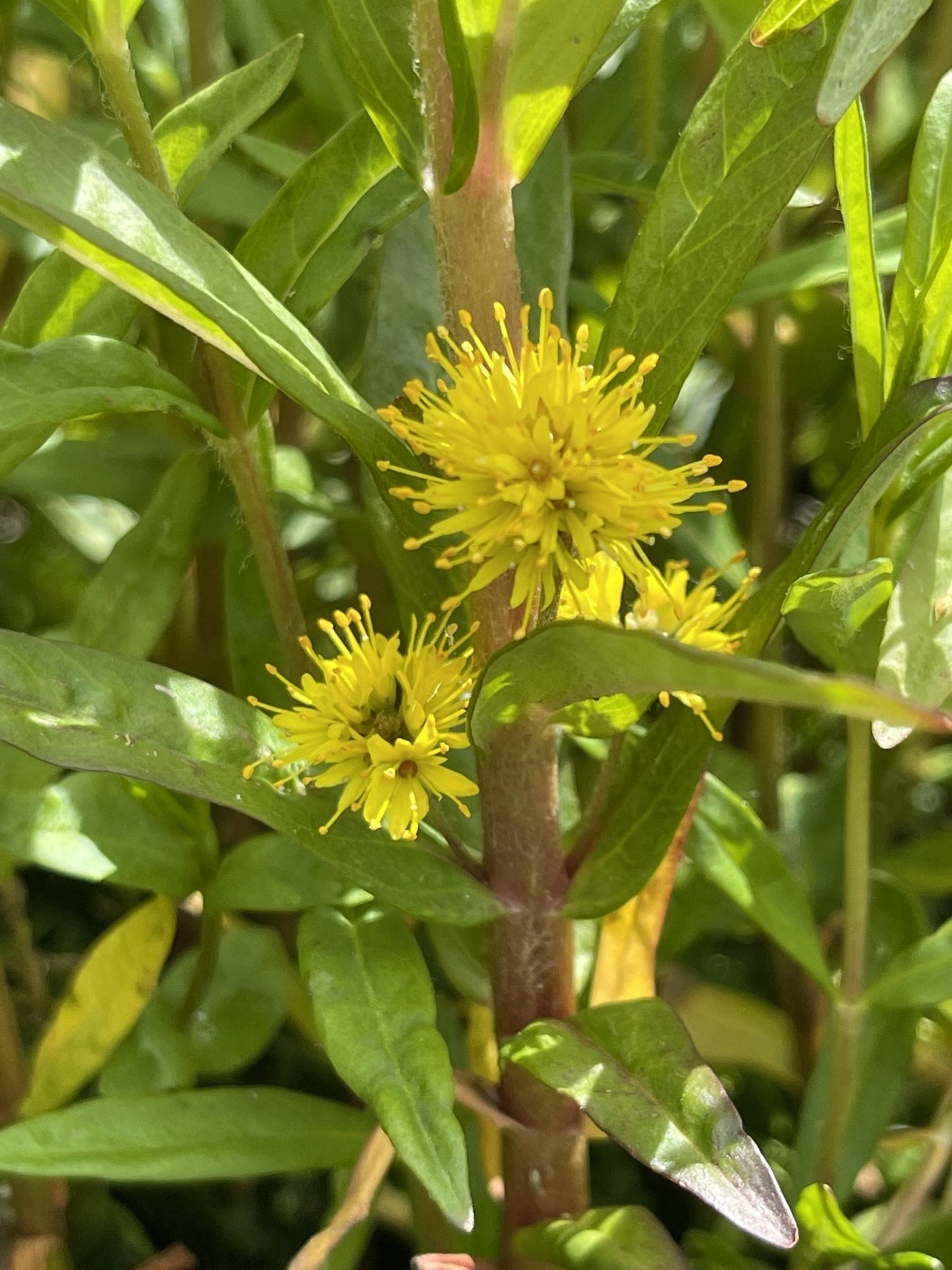 Lysimachia thyrsiflora (Tufted loosestrife) - Marginal Pond Plants - MP075
