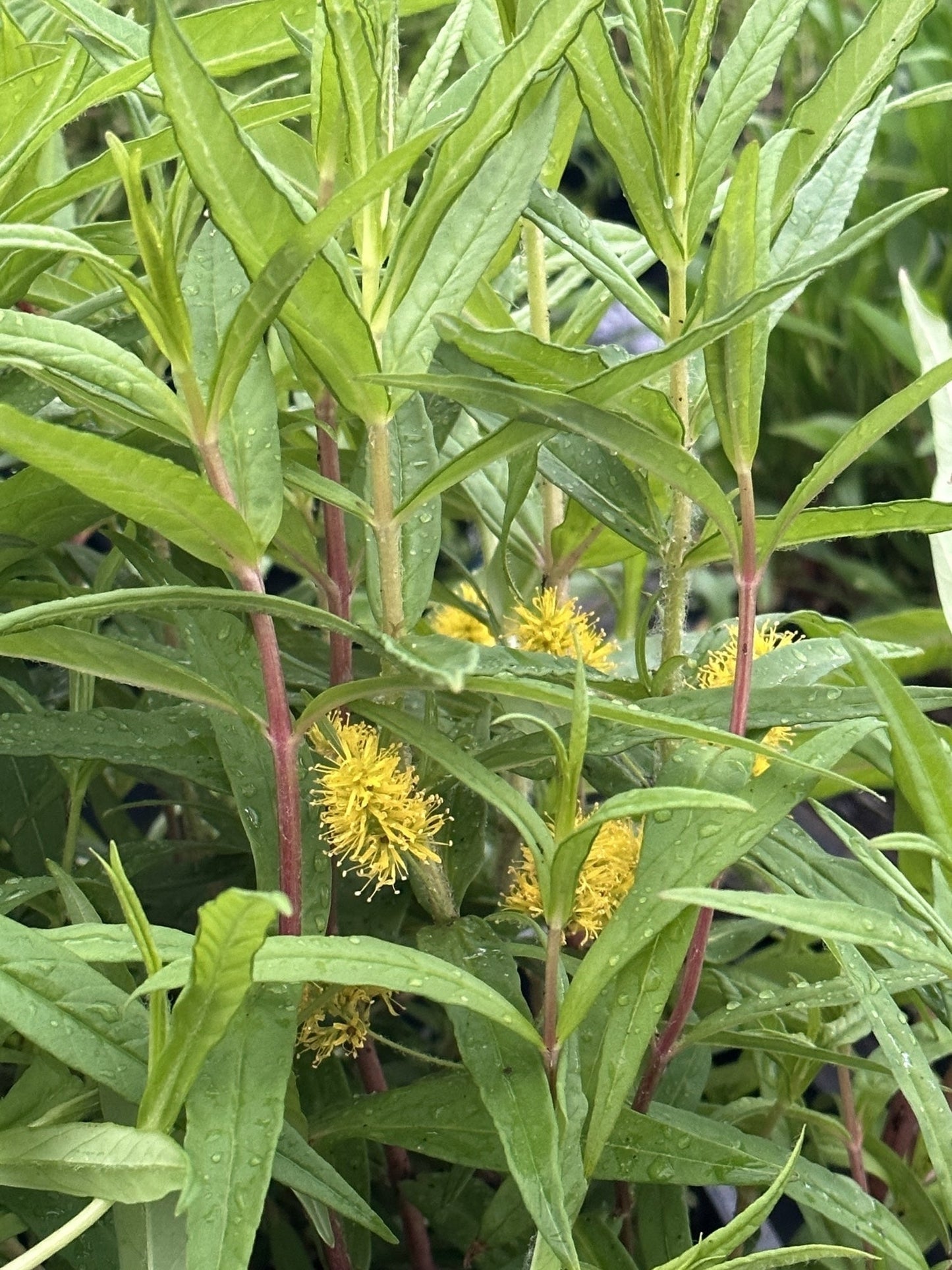 Lysimachia thyrsiflora (Tufted loosestrife) - Marginal Pond Plants - MP075