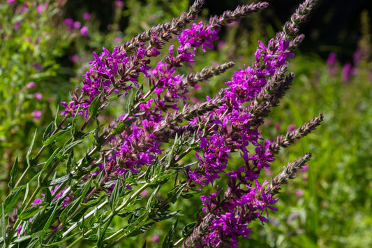 Lythrum salicaria (Purple loosestrife) - Marginal Pond Plants - MBP077