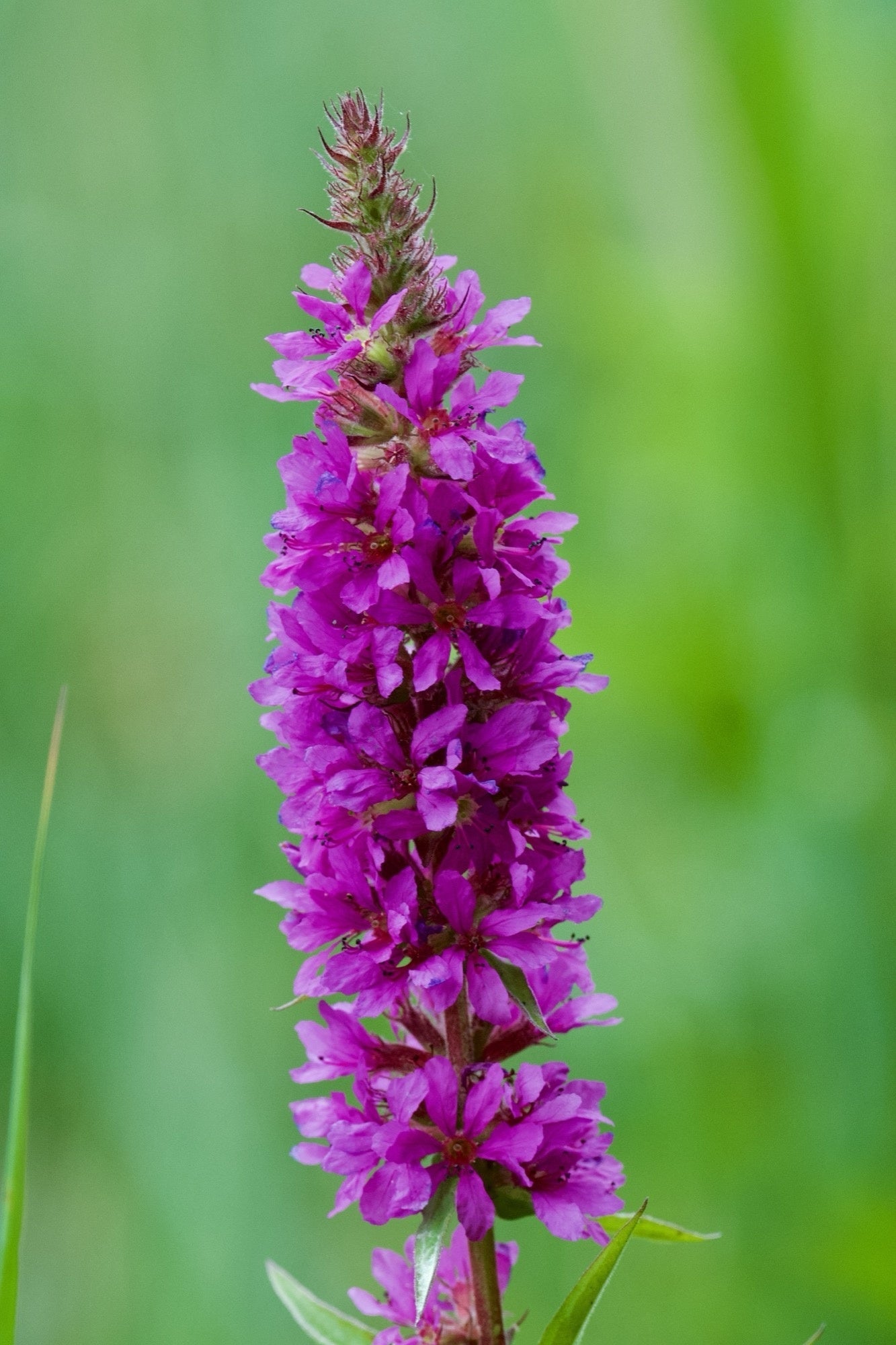 Lythrum salicaria (Purple loosestrife) - Marginal Pond Plants - MBP077