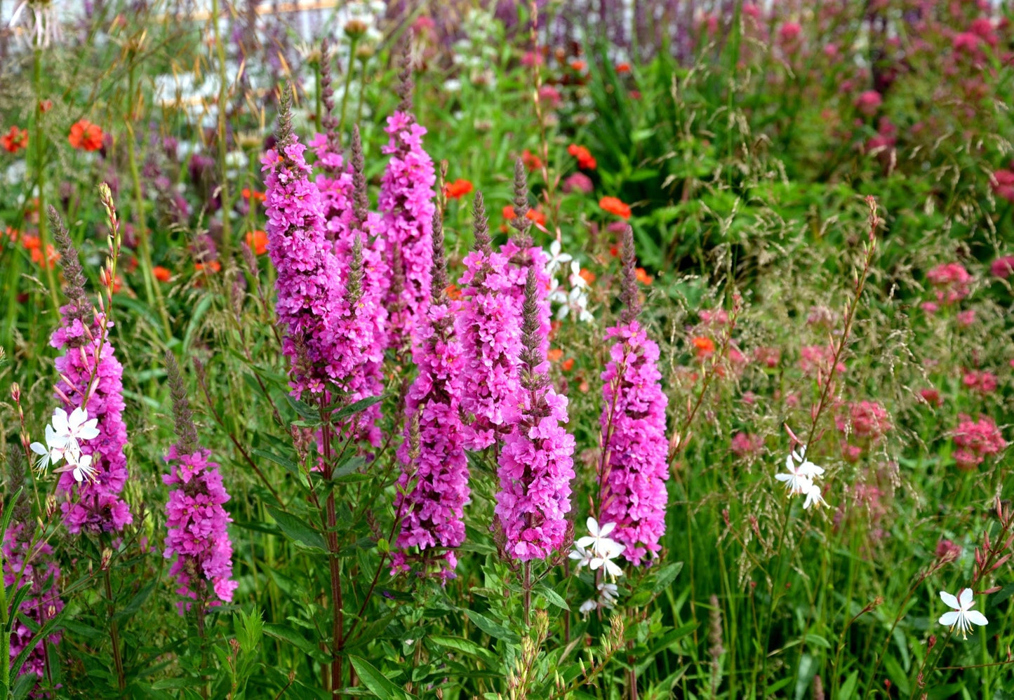 Lythrum salicaria Robert (Loosestrife) - Marginal Pond Plants - MBP077A