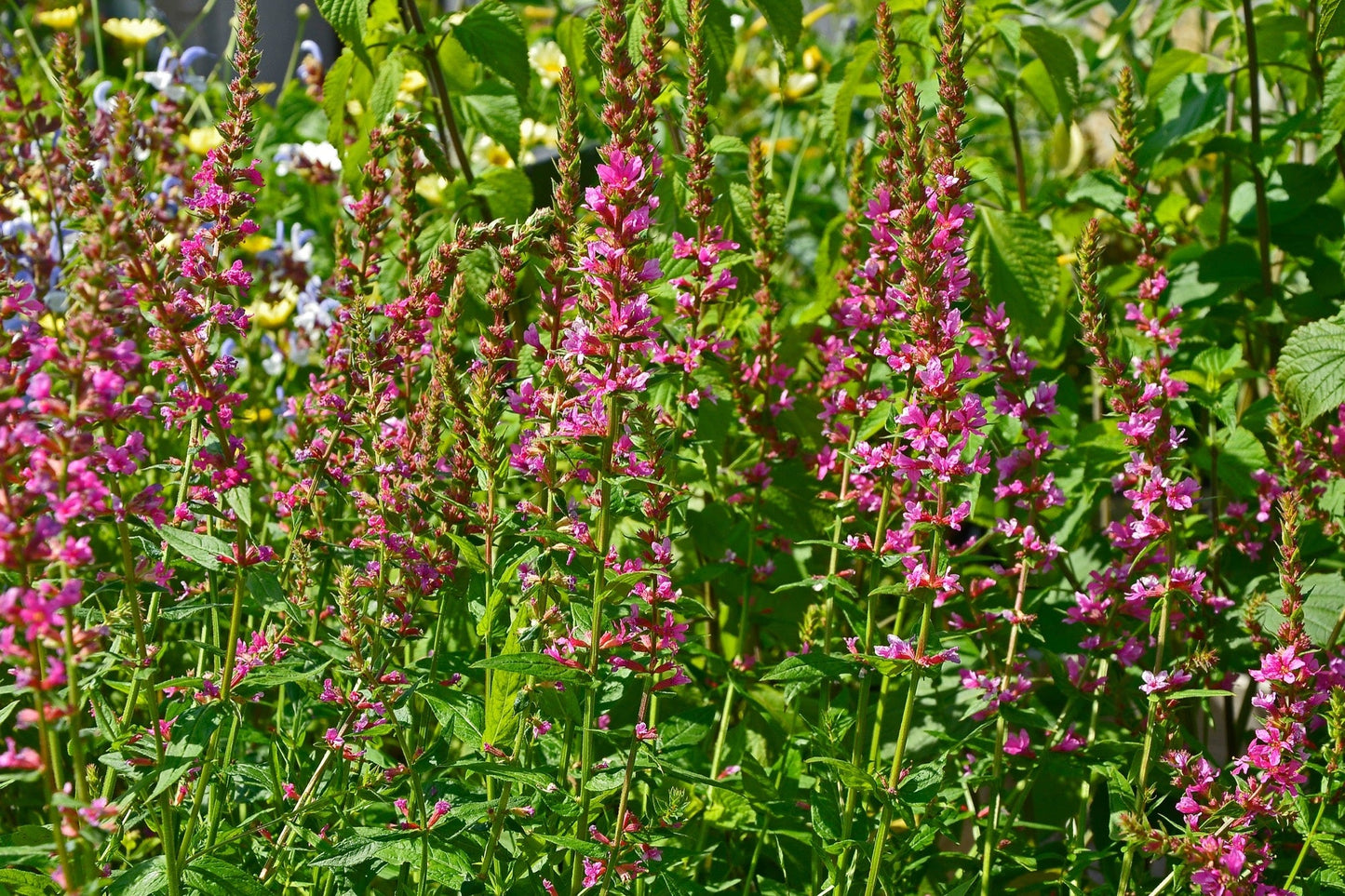 Lythrum salicaria Robert (Loosestrife) - Marginal Pond Plants - MBP077A