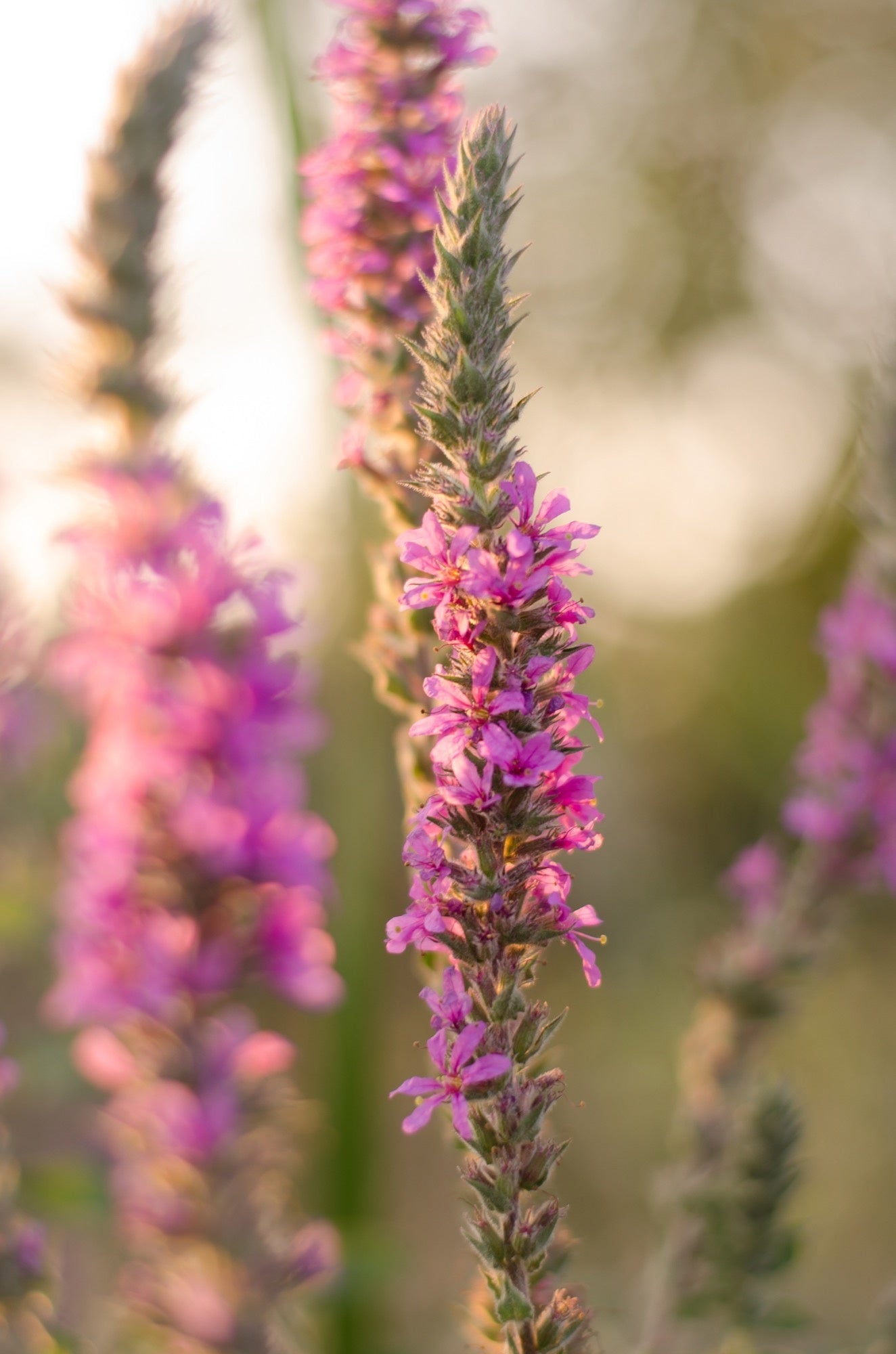 Lythrum salicaria Robert (Loosestrife) - Marginal Pond Plants - MBP077A