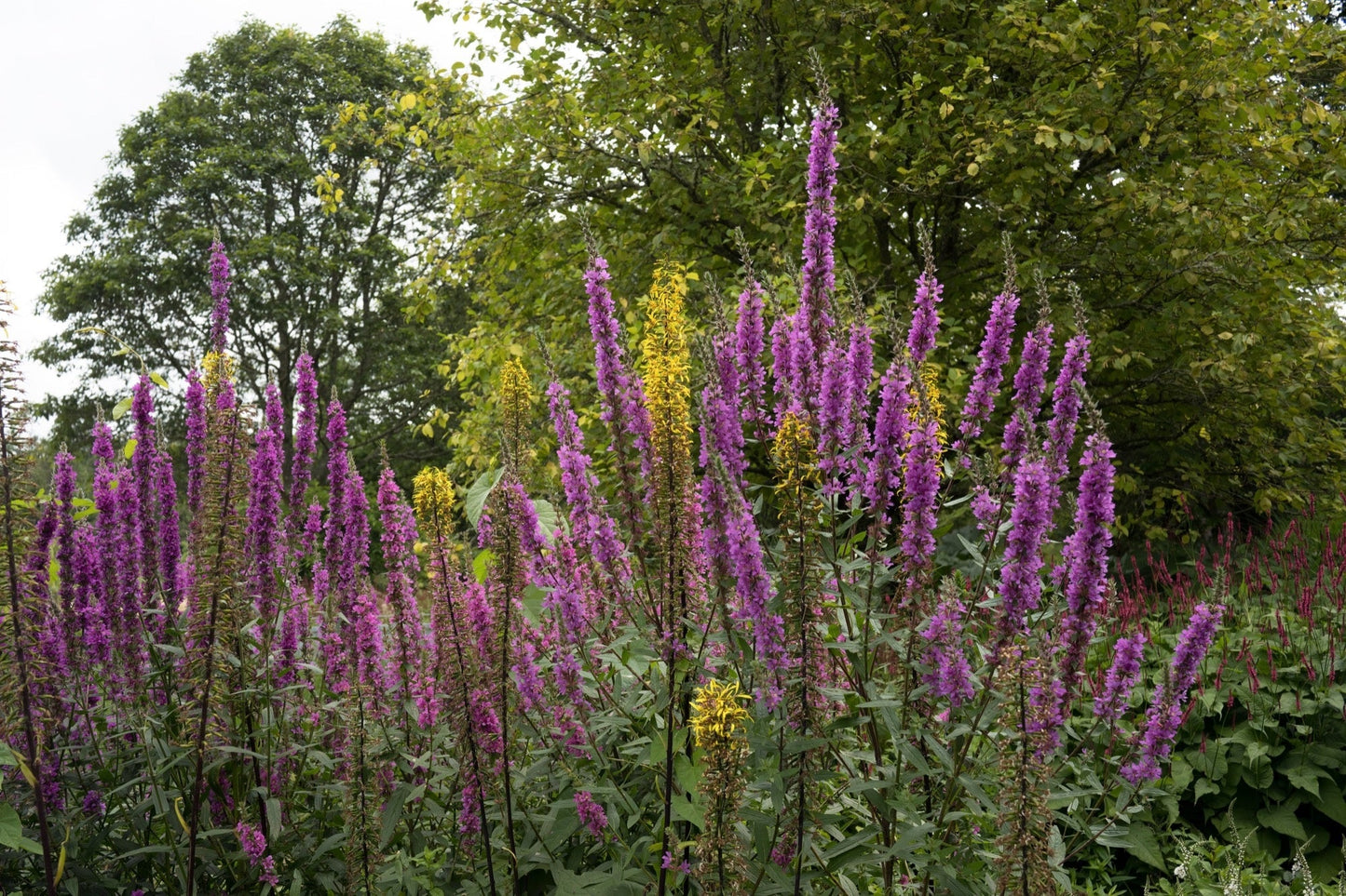Lythrum salicaria Rosey Gem - Marginal Pond Plants - MBP079