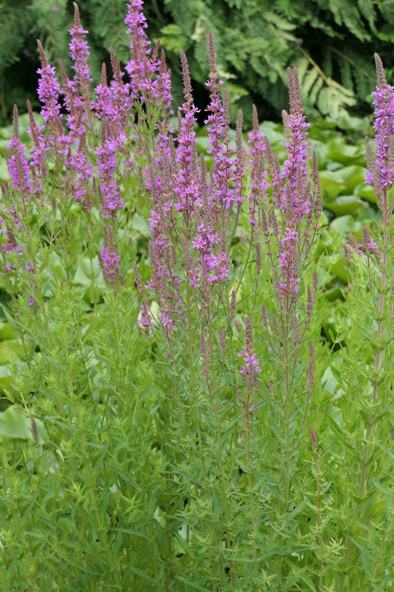 Lythrum salicaria Rosey Gem - Marginal Pond Plants - MBP079