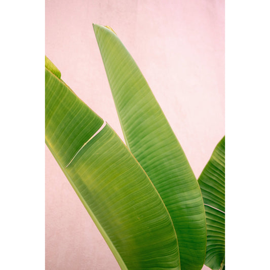 Merida Green on Pink Print