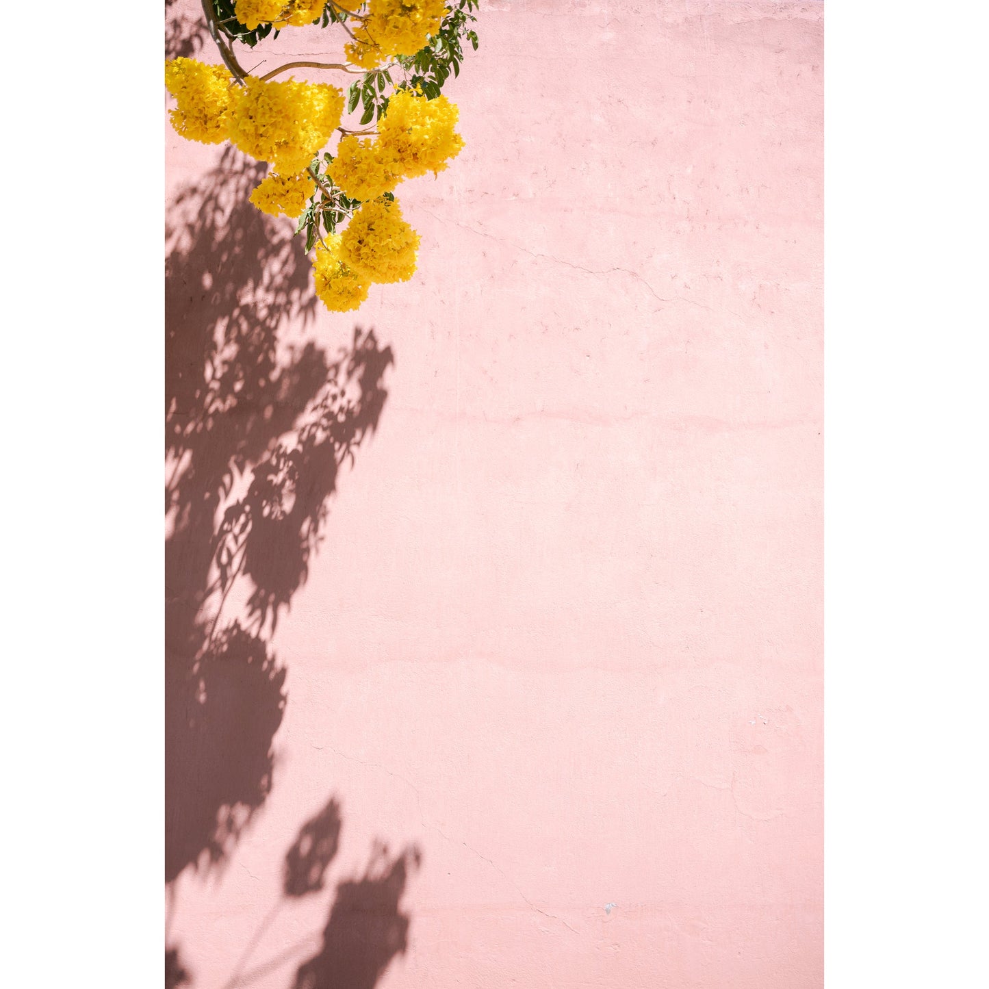 Yellow and Pink Mexico Print