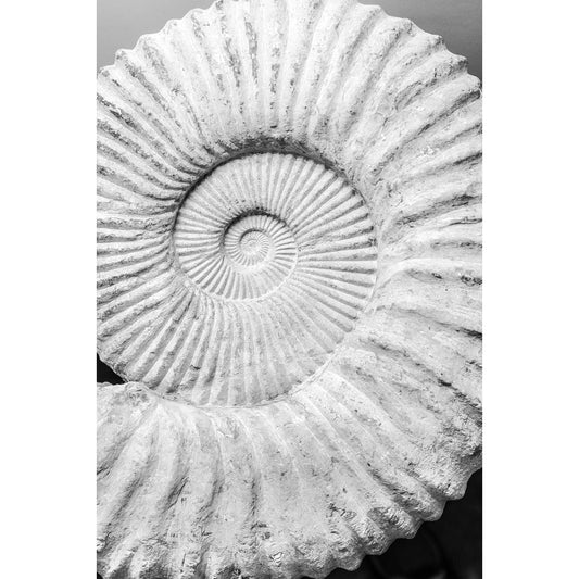 Monochrome Shell Print