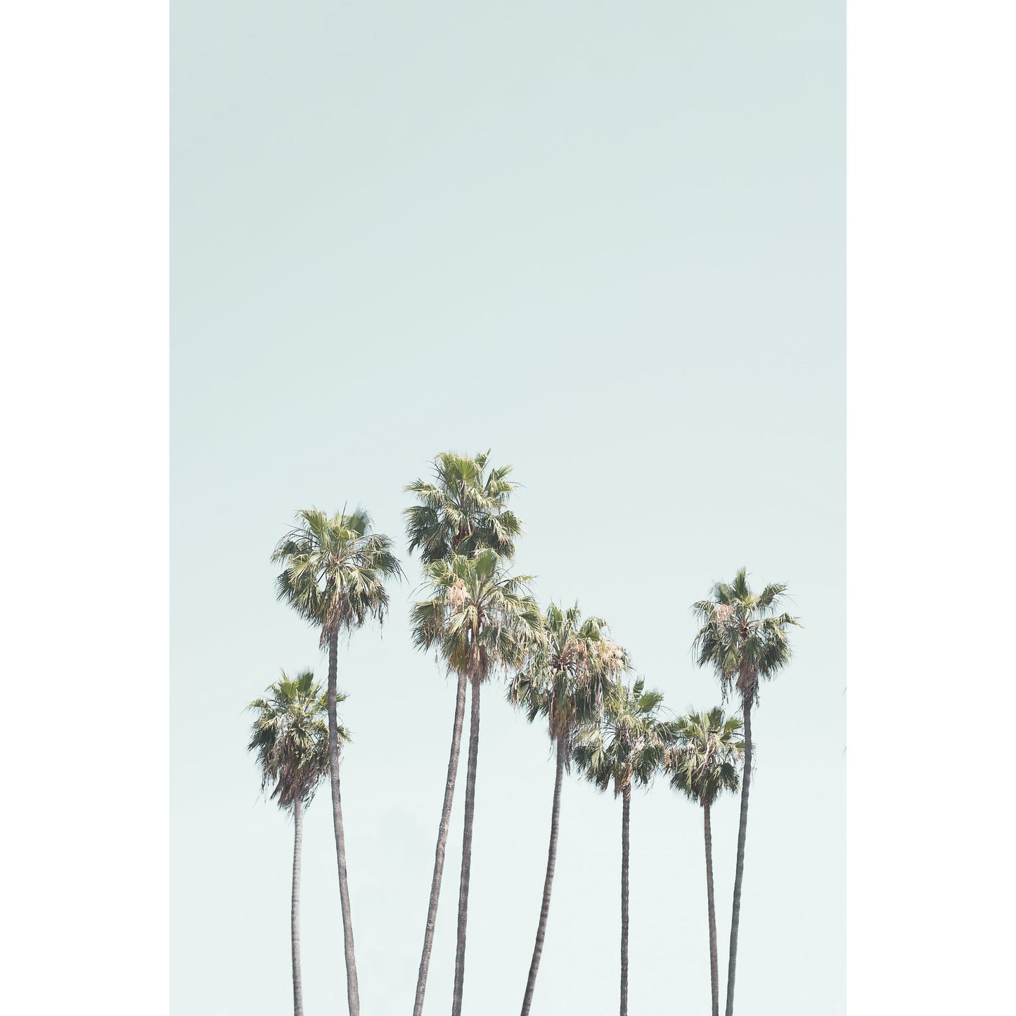 Blue Palm Trees Print