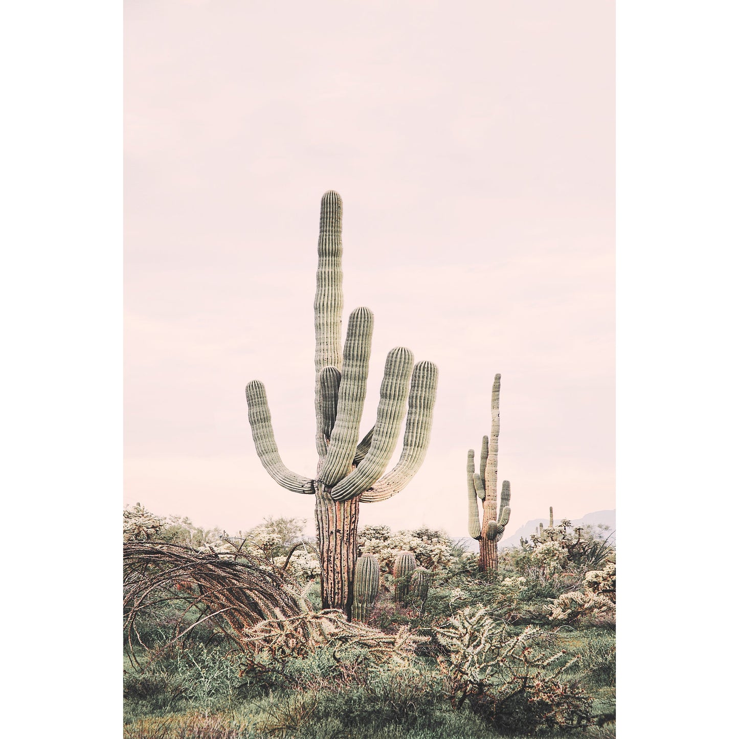 Pink Saguaro Print