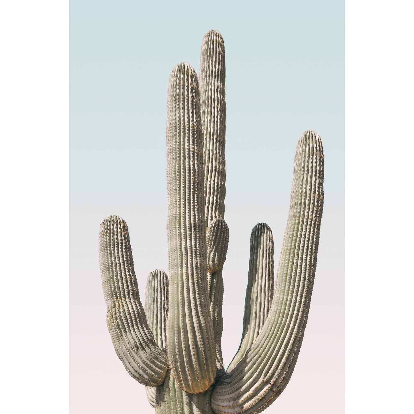 Saguaro Print