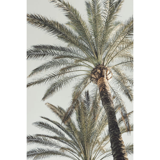 Palm Serenity Print