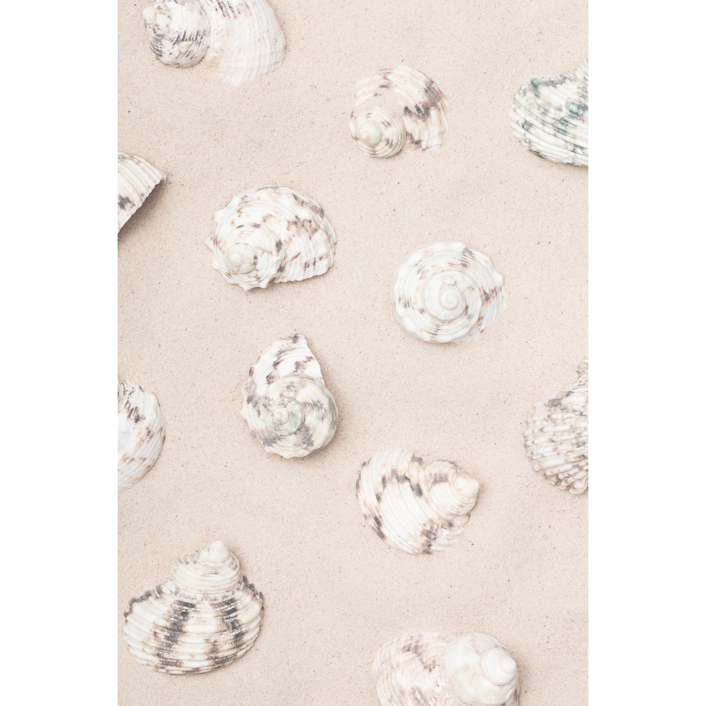 Beach Shells Print