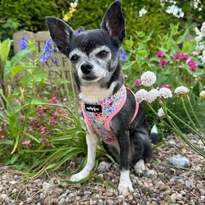 Luxury Meadow Floral Harness by My Pup and Me