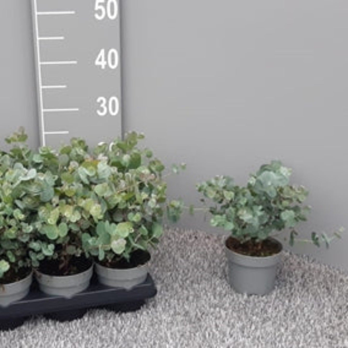 Eucalyptus gunnii Louis 9cm-3L