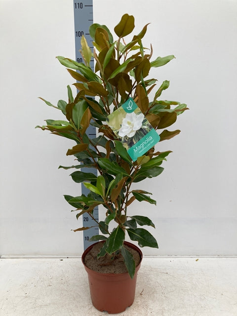 Evergreen Magnolia | Magnolia grandiflora 'Little Gem' | 50-60cm, 90-100cm