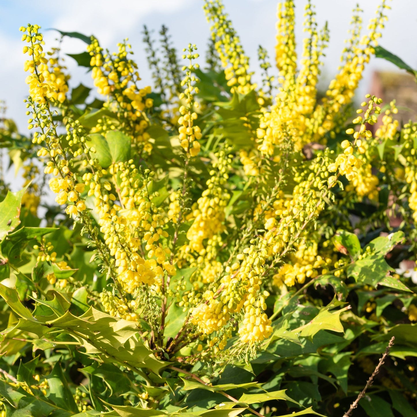 Mahonia 'Winter Sun'