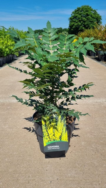 Mahonia 'Winter Sun'