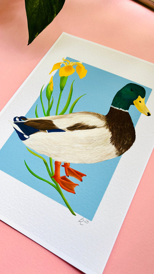 Mallard Duck Art Print- British Wildlife Illustration for Nature Lovers