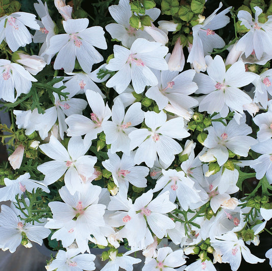 Malva Snow White