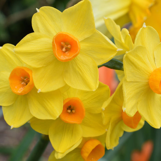 Dwarf Daffodil 'Martinette' (8 Bulbs)