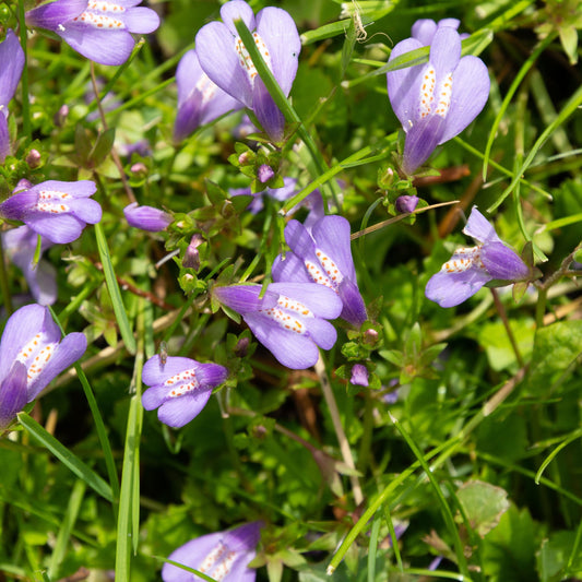 Mazus Reptans Blue - BP081 Packs