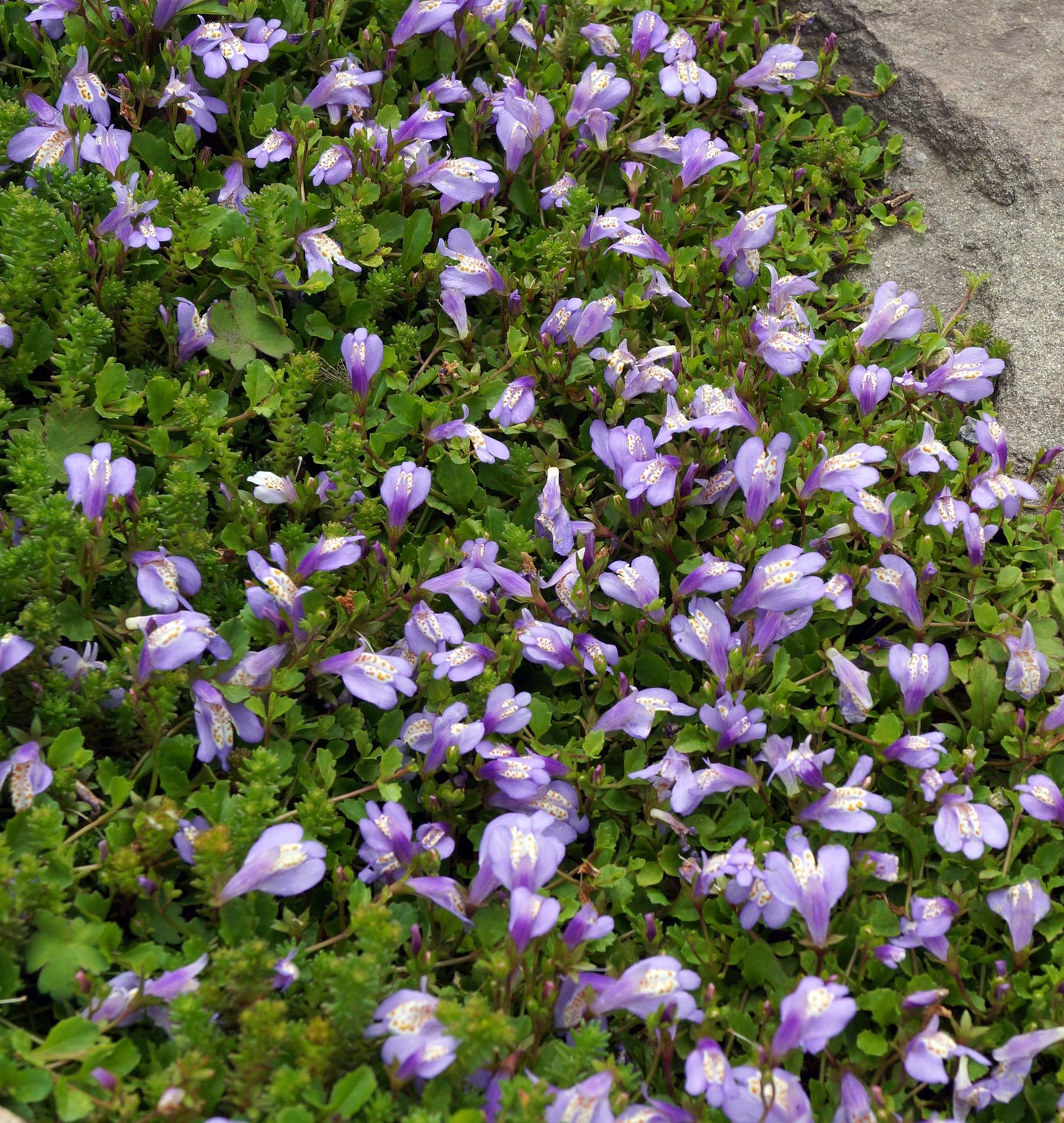 Mazus Reptans Blue - BP081 Packs