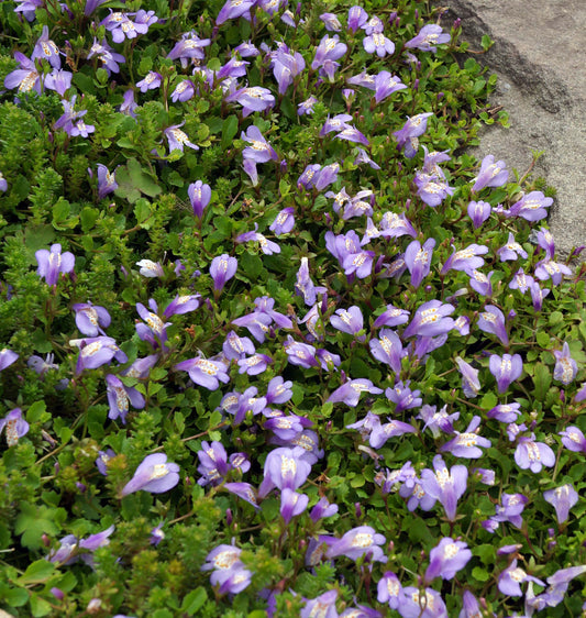 Mazus Reptans Blue - BP081 Packs