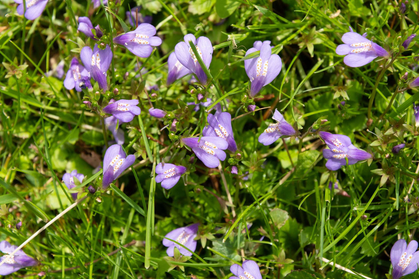 Mazus reptans (Chinese marshflower) - Marginal Pond Plants - BP081