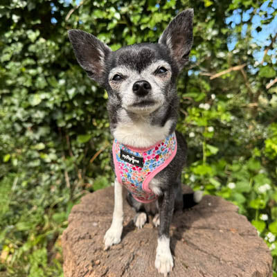 Luxury Meadow Floral Harness by My Pup and Me