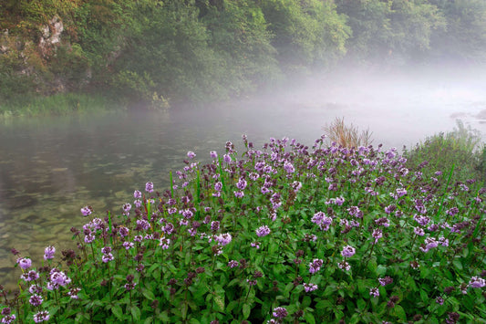 Mentha aquatica (Water mint) - Marginal Pond Plants - MP076
