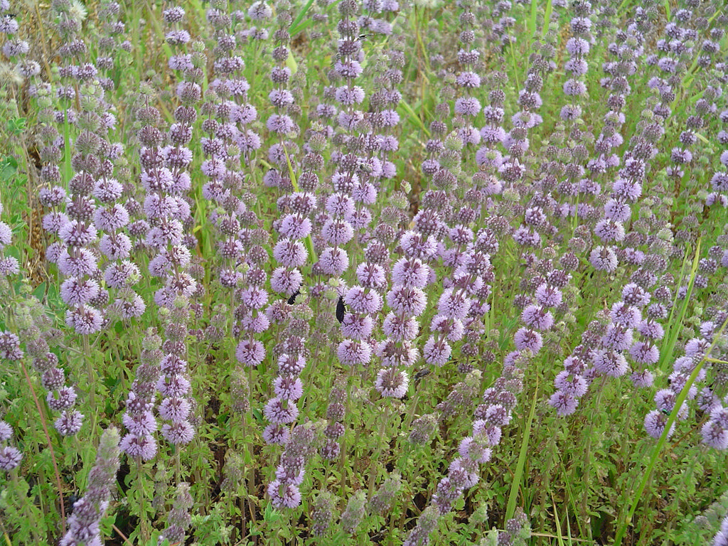 Mentha pulegium (Pennyroyal) - MP077 Packs