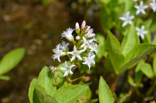 Menyanthes trifoliata (Bog bean) - Marginal Pond Plants - MP078