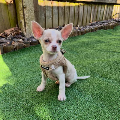 Tiny Trails Step In Soft Touch Suede Effect Faux Fur Lined Puppy and Small Dog Harness Caramel
