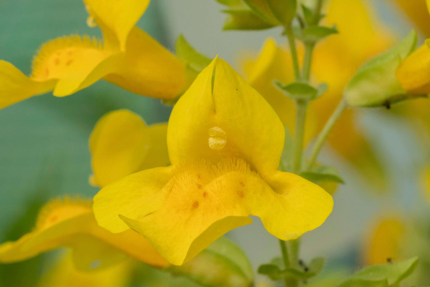 Mimulus guttatus (Common monkey-flower) - Marginal Pond Plants - MP081