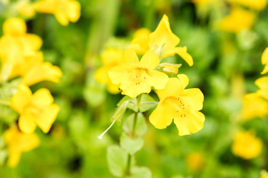 Mimulus guttatus (Common monkey-flower) - Marginal Pond Plants - MP081