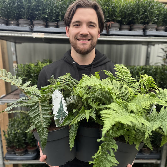 Mix of 3 Ferns 11cm / 2L / 3L