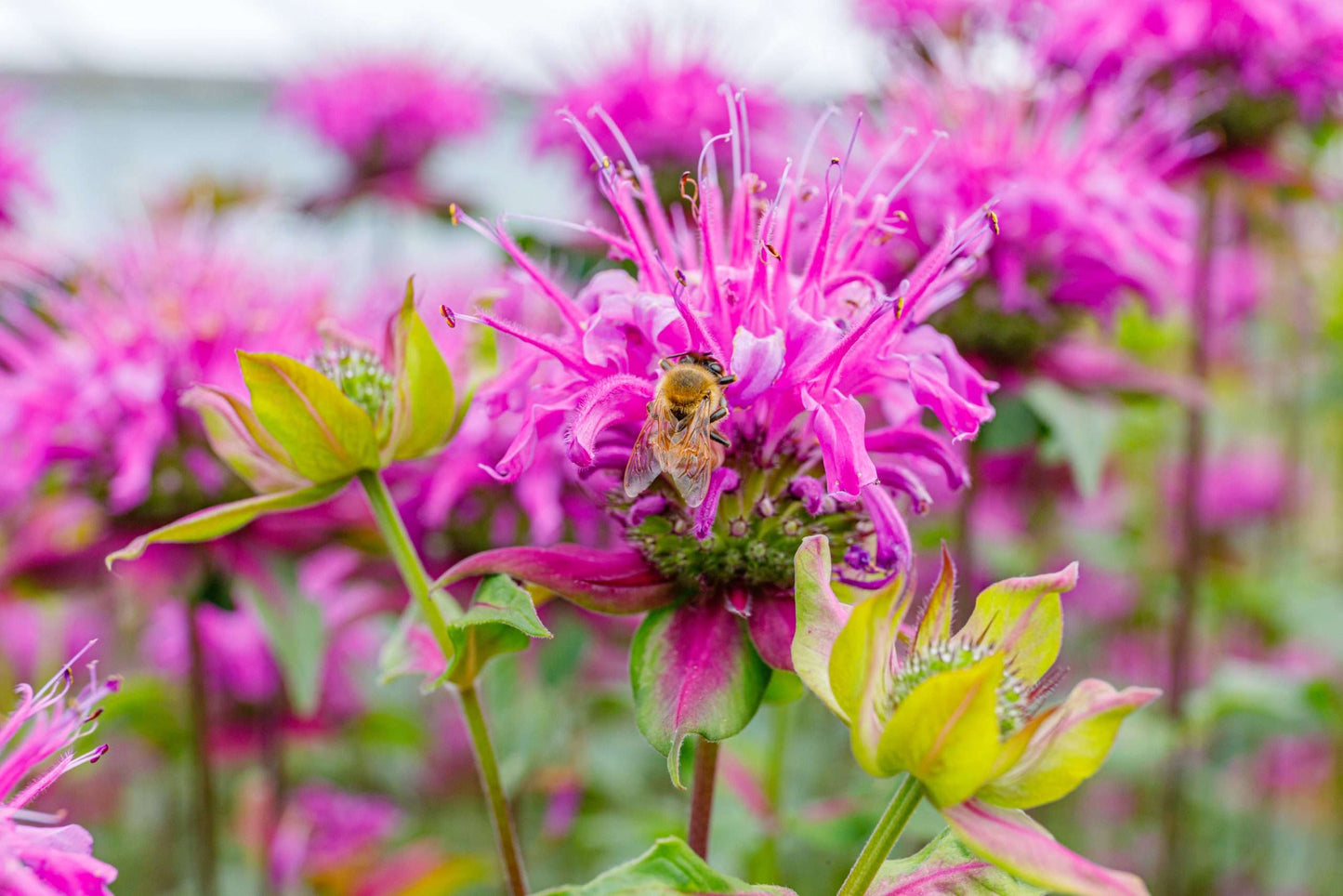 Monarda Bee-Lieve - Marginal Pond Plants - BP084